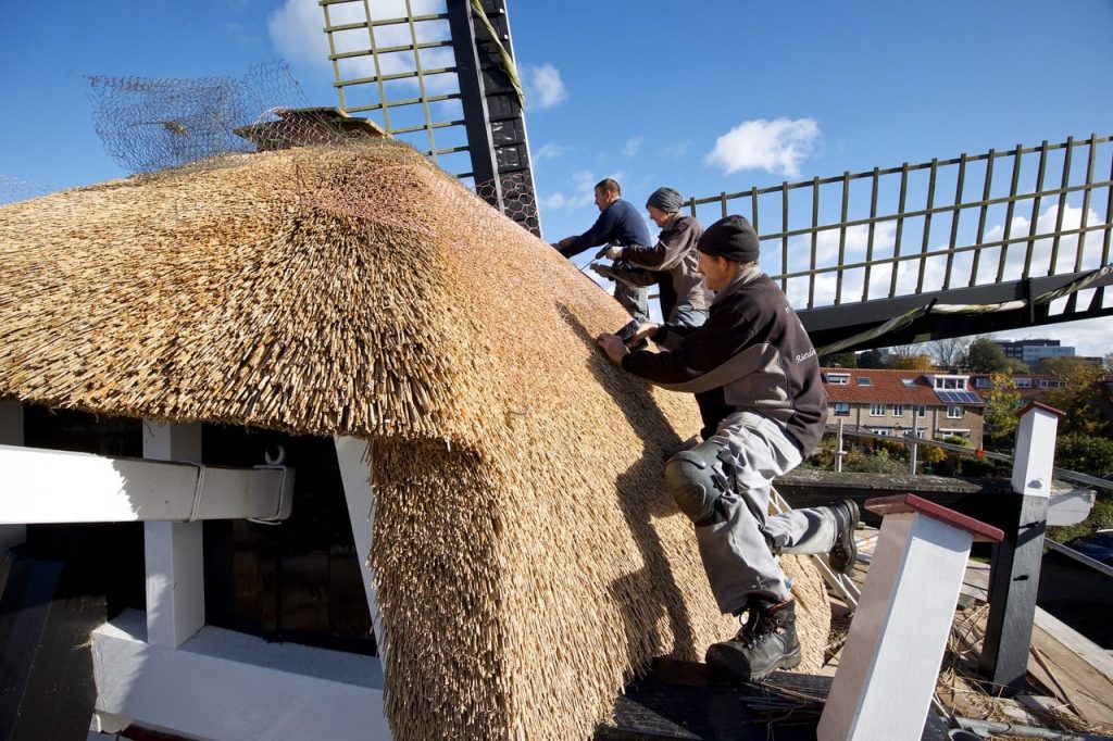 Mensen van Rietdekkersbedrijf ’t Eiland brengen nieuw riet aan op Molen de Eendracht